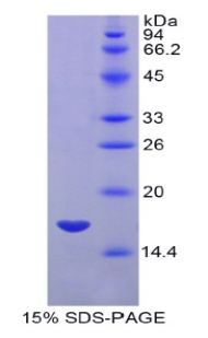 MYL7 Protein - Recombinant Myosin Light Chain 7, Regulatory By SDS-PAGE
