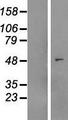 MYLIP / IDOL Protein - Western validation with an anti-DDK antibody * L: Control HEK293 lysate R: Over-expression lysate
