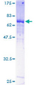 MYLIP / IDOL Protein - 12.5% SDS-PAGE of human MYLIP stained with Coomassie Blue