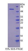 MYLK Protein - Recombinant Myosin Light Chain Kinase By SDS-PAGE