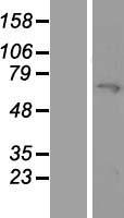 MYLK2 Protein - Western validation with an anti-DDK antibody * L: Control HEK293 lysate R: Over-expression lysate