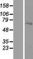 MYLK2 Protein - Western validation with an anti-DDK antibody * L: Control HEK293 lysate R: Over-expression lysate