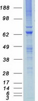 MYLK2 Protein - Purified recombinant protein MYLK2 was analyzed by SDS-PAGE gel and Coomassie Blue Staining