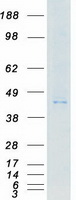 MYLK4 Protein - Purified recombinant protein MYLK4 was analyzed by SDS-PAGE gel and Coomassie Blue Staining