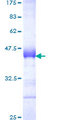 MYNN Protein - 12.5% SDS-PAGE Stained with Coomassie Blue.