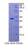 MYO1A Protein - Recombinant Myosin IA By SDS-PAGE