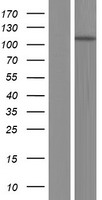 MYO1D Protein - Western validation with an anti-DDK antibody * L: Control HEK293 lysate R: Over-expression lysate