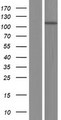 MYO1D Protein - Western validation with an anti-DDK antibody * L: Control HEK293 lysate R: Over-expression lysate