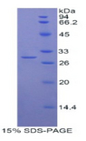 MYO1G / HA2 Protein - Recombinant Myosin IG By SDS-PAGE