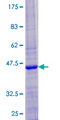 MYO1H Protein - 12.5% SDS-PAGE of human FLJ37587 stained with Coomassie Blue