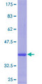 MYO3B Protein - 12.5% SDS-PAGE Stained with Coomassie Blue.