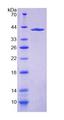 MYO5A / Myosin V Protein - Recombinant Myosin VA By SDS-PAGE