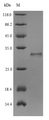 MYO7A / Myosin-VIIa Protein - (Tris-Glycine gel) Discontinuous SDS-PAGE (reduced) with 5% enrichment gel and 15% separation gel.
