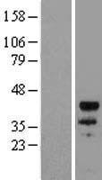 MYOD / MYOD1 Protein - Western validation with an anti-DDK antibody * L: Control HEK293 lysate R: Over-expression lysate