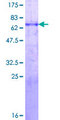 MYOD / MYOD1 Protein - 12.5% SDS-PAGE of human MYOD1 stained with Coomassie Blue