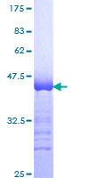 MYOD / MYOD1 Protein - 12.5% SDS-PAGE Stained with Coomassie Blue.