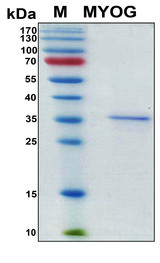 MYOG / Myogenin Protein - SDS-PAGE under reducing conditions and visualized by Coomassie blue staining