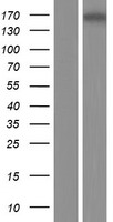 MYOM3 Protein - Western validation with an anti-DDK antibody * L: Control HEK293 lysate R: Over-expression lysate