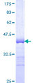 MYOM3 Protein - 12.5% SDS-PAGE Stained with Coomassie Blue.