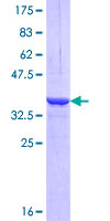Myosin VI / MYO6 Protein - 12.5% SDS-PAGE Stained with Coomassie Blue.