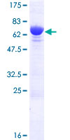 MYPT2 / PPP1R12B Protein - 12.5% SDS-PAGE of human PPP1R12B stained with Coomassie Blue