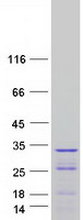 MYPT2 / PPP1R12B Protein - Purified recombinant protein PPP1R12B was analyzed by SDS-PAGE gel and Coomassie Blue Staining