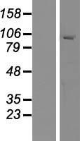 MYRIP Protein - Western validation with an anti-DDK antibody * L: Control HEK293 lysate R: Over-expression lysate