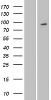 MYSM1 Protein - Western validation with an anti-DDK antibody * L: Control HEK293 lysate R: Over-expression lysate