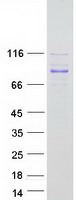 MYSM1 Protein - Purified recombinant protein MYSM1 was analyzed by SDS-PAGE gel and Coomassie Blue Staining