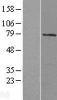 MYST2 / HBO1 Protein - Western validation with an anti-DDK antibody * L: Control HEK293 lysate R: Over-expression lysate