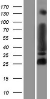 MYT1L Protein - Western validation with an anti-DDK antibody * L: Control HEK293 lysate R: Over-expression lysate