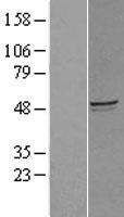 MYZAP Protein - Western validation with an anti-DDK antibody * L: Control HEK293 lysate R: Over-expression lysate