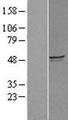 MYZAP Protein - Western validation with an anti-DDK antibody * L: Control HEK293 lysate R: Over-expression lysate