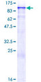MZF / MZF1 Protein - 12.5% SDS-PAGE of human MZF1 stained with Coomassie Blue