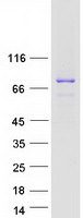 N4BP3 Protein - Purified recombinant protein N4BP3 was analyzed by SDS-PAGE gel and Coomassie Blue Staining