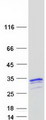 NAA40 Protein - Purified recombinant protein NAA40 was analyzed by SDS-PAGE gel and Coomassie Blue Staining