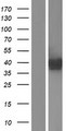 NAAA / ASAHL Protein - Western validation with an anti-DDK antibody * L: Control HEK293 lysate R: Over-expression lysate