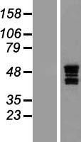 NAAA / ASAHL Protein - Western validation with an anti-DDK antibody * L: Control HEK293 lysate R: Over-expression lysate