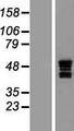 NAAA / ASAHL Protein - Western validation with an anti-DDK antibody * L: Control HEK293 lysate R: Over-expression lysate