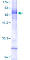 NAALAD2 Protein - 12.5% SDS-PAGE of human NAALAD2 stained with Coomassie Blue