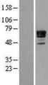 NAB2 Protein - Western validation with an anti-DDK antibody * L: Control HEK293 lysate R: Over-expression lysate