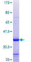 NAB2 Protein - 12.5% SDS-PAGE Stained with Coomassie Blue.