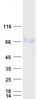 NAB2 Protein - Purified recombinant protein NAB2 was analyzed by SDS-PAGE gel and Coomassie Blue Staining