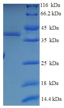 NABP1 / OBFC2A Protein