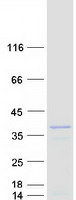 NABP2 Protein - Purified recombinant protein NABP2 was analyzed by SDS-PAGE gel and Coomassie Blue Staining