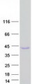 NACA Protein - Purified recombinant protein NACA was analyzed by SDS-PAGE gel and Coomassie Blue Staining