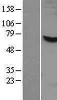 NAE1 / APPBP1 Protein - Western validation with an anti-DDK antibody * L: Control HEK293 lysate R: Over-expression lysate