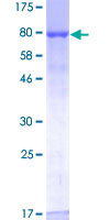NAE1 / APPBP1 Protein - 12.5% SDS-PAGE of human APPBP1 stained with Coomassie Blue