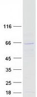 NAE1 / APPBP1 Protein - Purified recombinant protein NAE1 was analyzed by SDS-PAGE gel and Coomassie Blue Staining