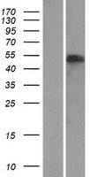 NAF1 Protein - Western validation with an anti-DDK antibody * L: Control HEK293 lysate R: Over-expression lysate